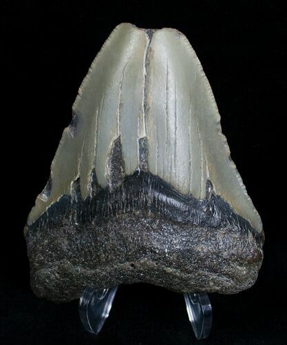 Bargain Megalodon Tooth #6996